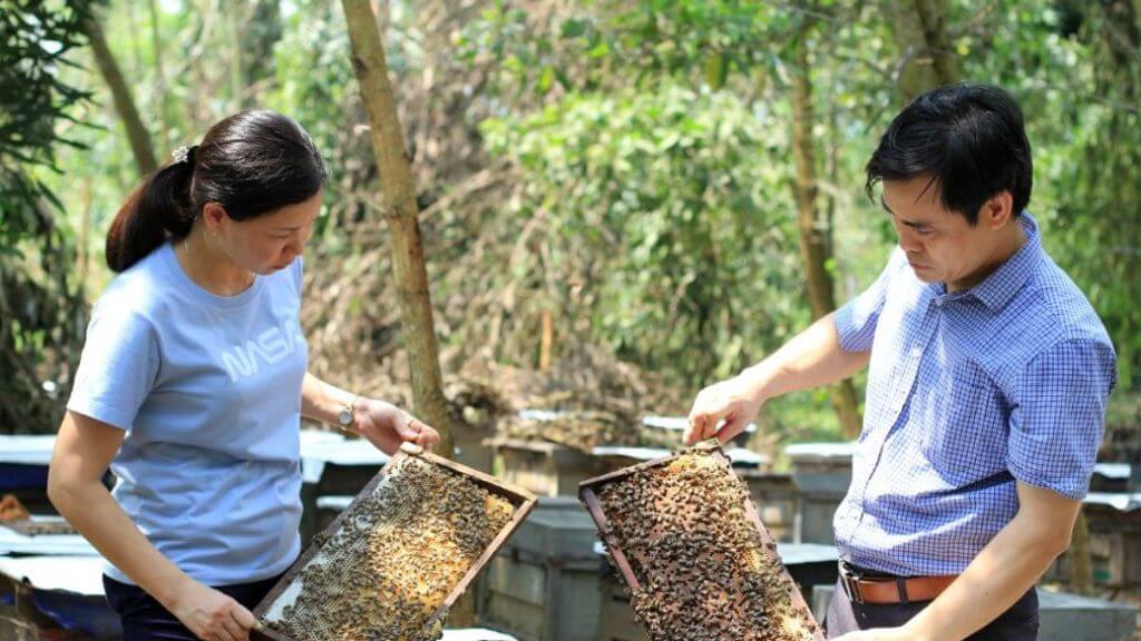 Tham quan Trại nuôi ong, mua sắm mật ong