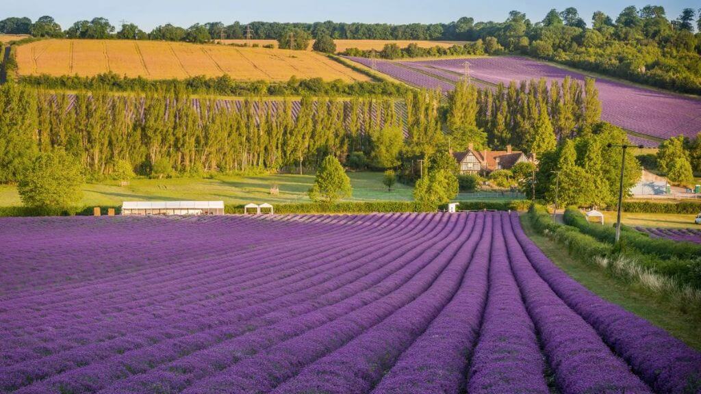 Nơi nhiều du khách checkin tại vườn hoa oải hương Mayfield