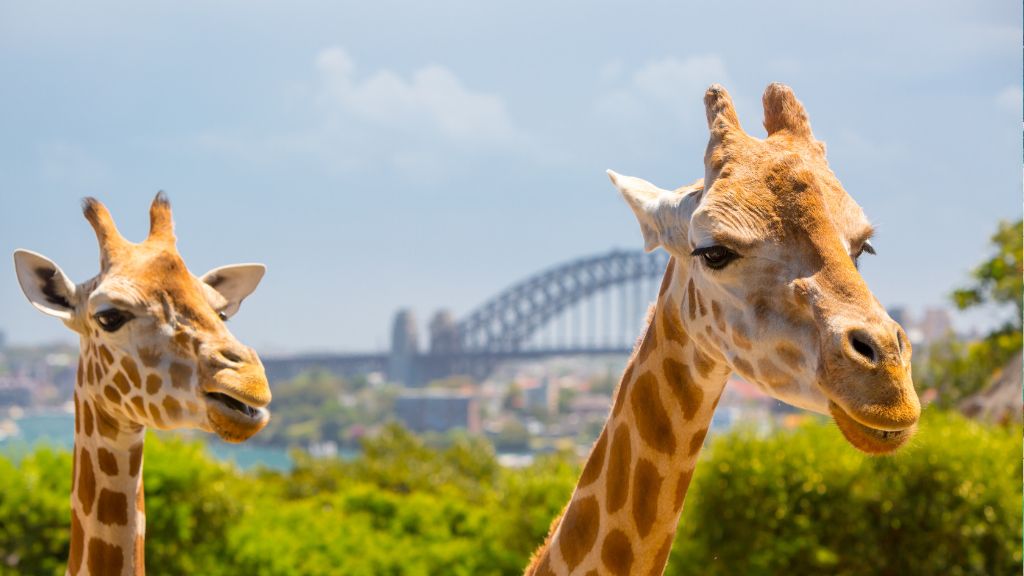 Những loài động vật dễ thương tại Sydney Zoo