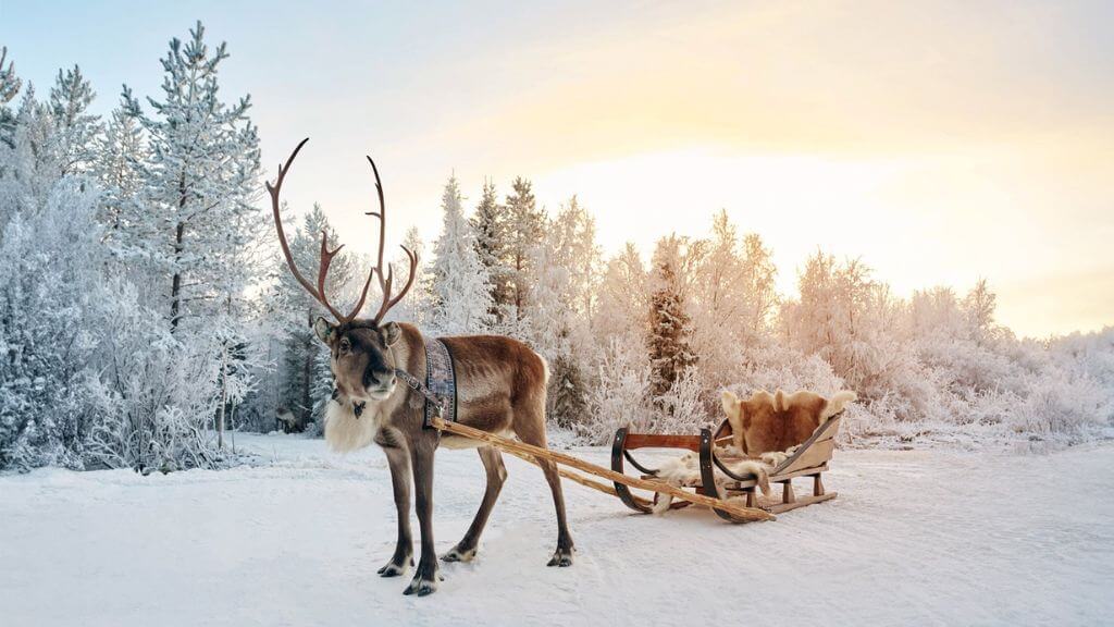 Đoàn tự túc trải nghiệm Reindeer Ride băng rừng