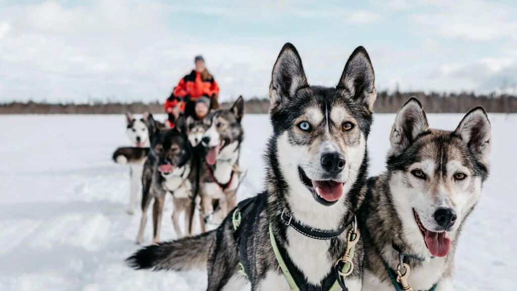 Quý khách trải nghiệm Husky Safari với cung đường khoảng 5km
