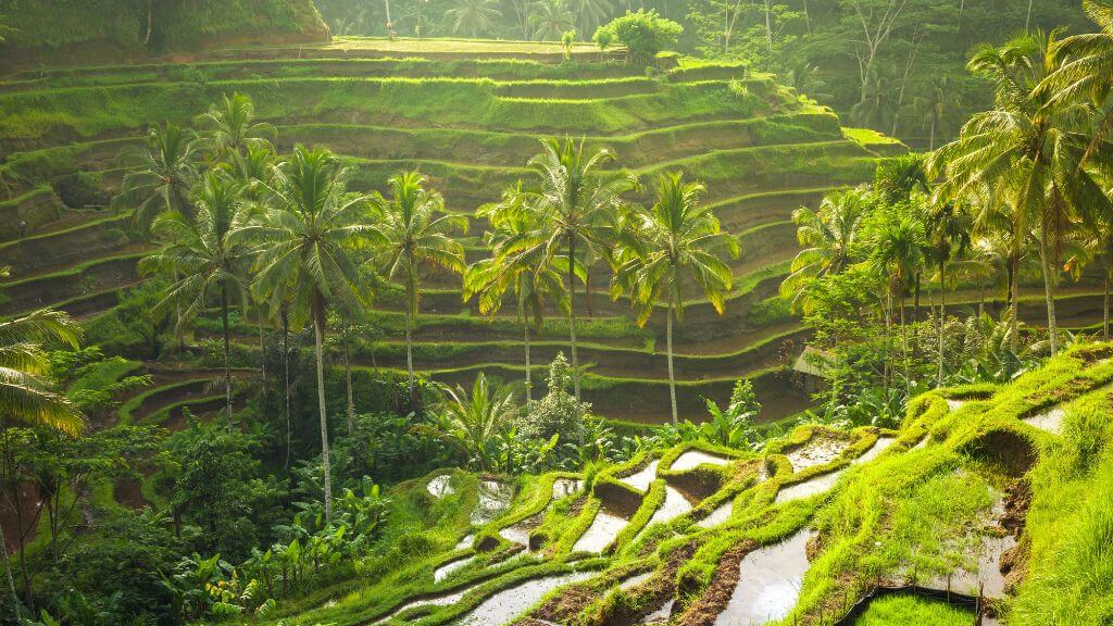 Tegalalang – khu ruộng bậc thang nổi tiếng tại Ubud