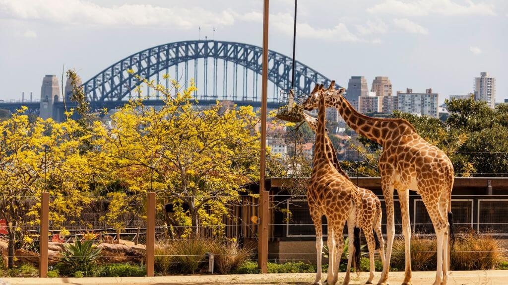 Sở thú Sydney Zoo