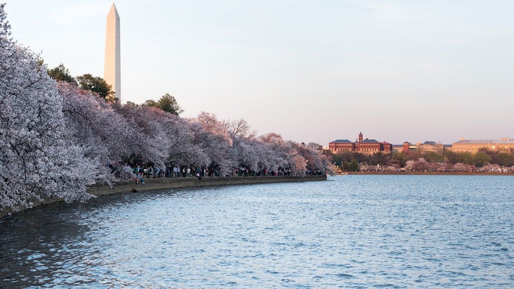 Hồ Tidal Basin với rừng hoa anh đào nên thơ