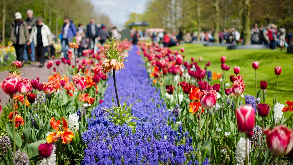 Lễ hội hoa Keukenhof thu hút hàng triệu du khách