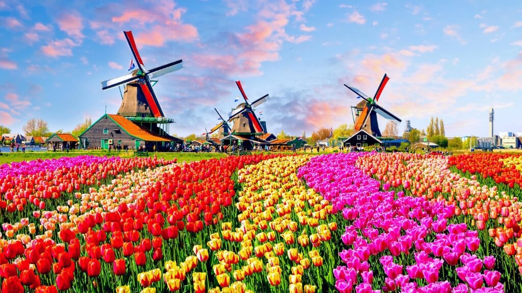 Ghé thăm Zaanse Schans để chiêm ngưỡng cánh đồng hoa tulip rực rỡ