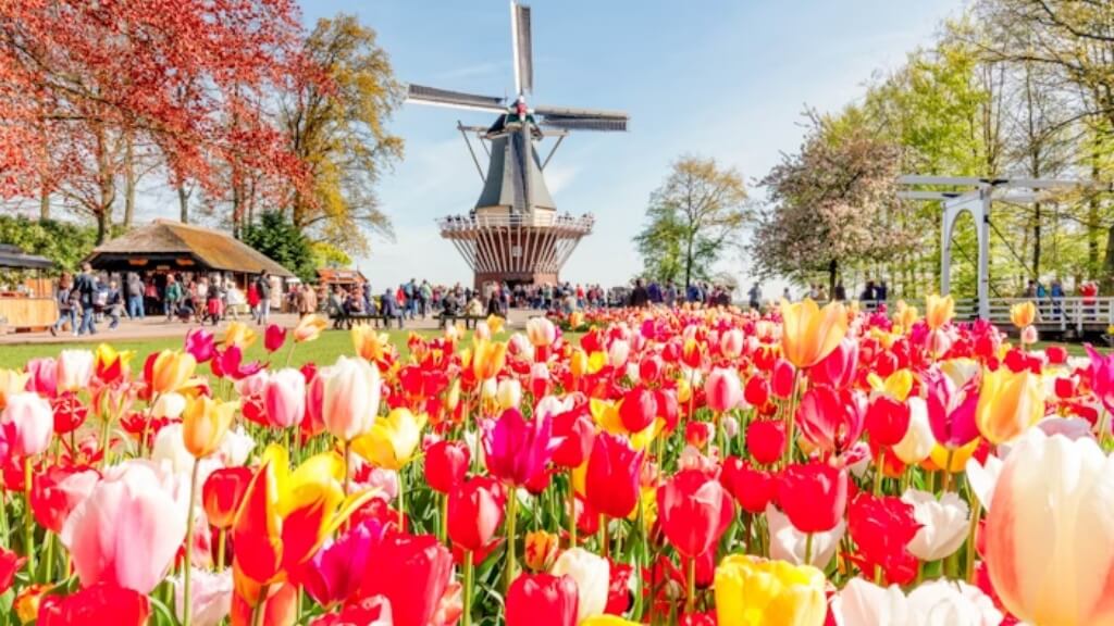 Keukenhof Tulip Festival”  một trong những vườn hoa lớn nhất thế giới