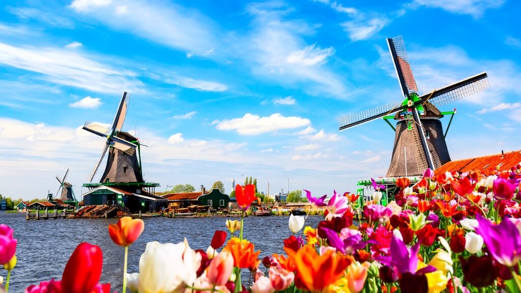 Khám phá khu đồng quê Zaanse Schans với vô vàn sắc hoa Tulip