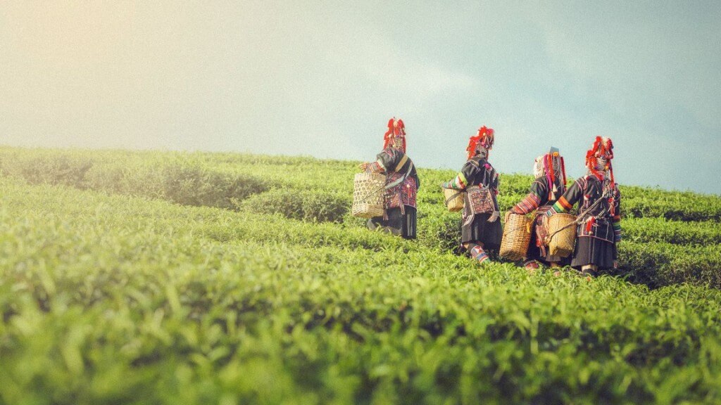 Đồi chè Choui Fong rộng lớn ở Chiang Rai