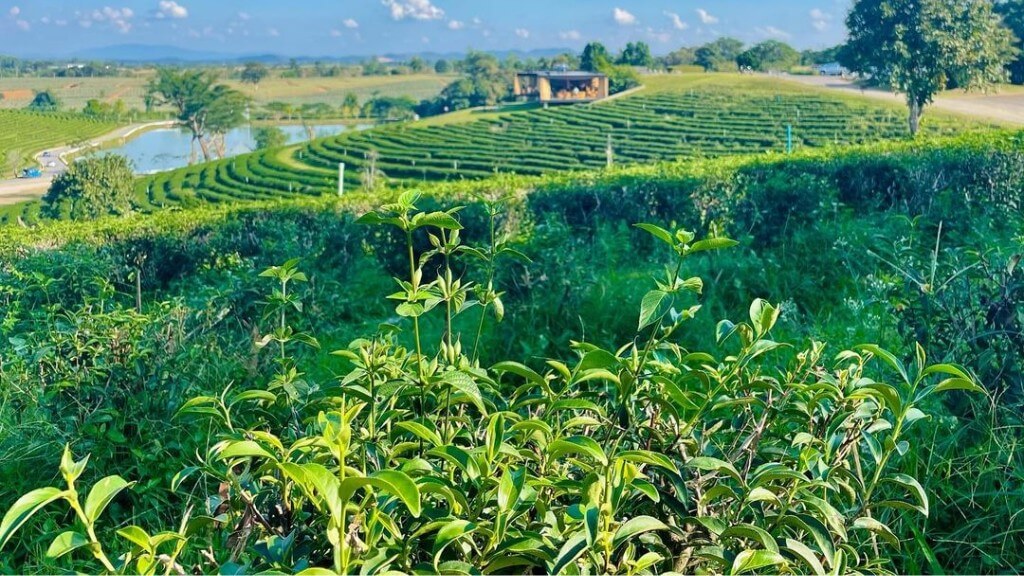 Lá chè xanh mướt, tươi tốt ở Đồi chè Choui Fong