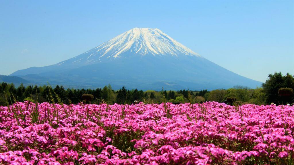 Lễ hội Hoa Chi Anh tại Fuji Motosuko Resort, nơi hàng trăm nghìn khóm Shibazakura nở rộ