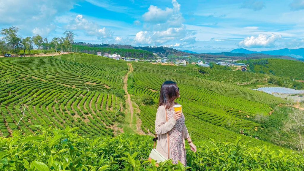 Check - in tại đồi chè Cầu Đất xanh bạt ngàn