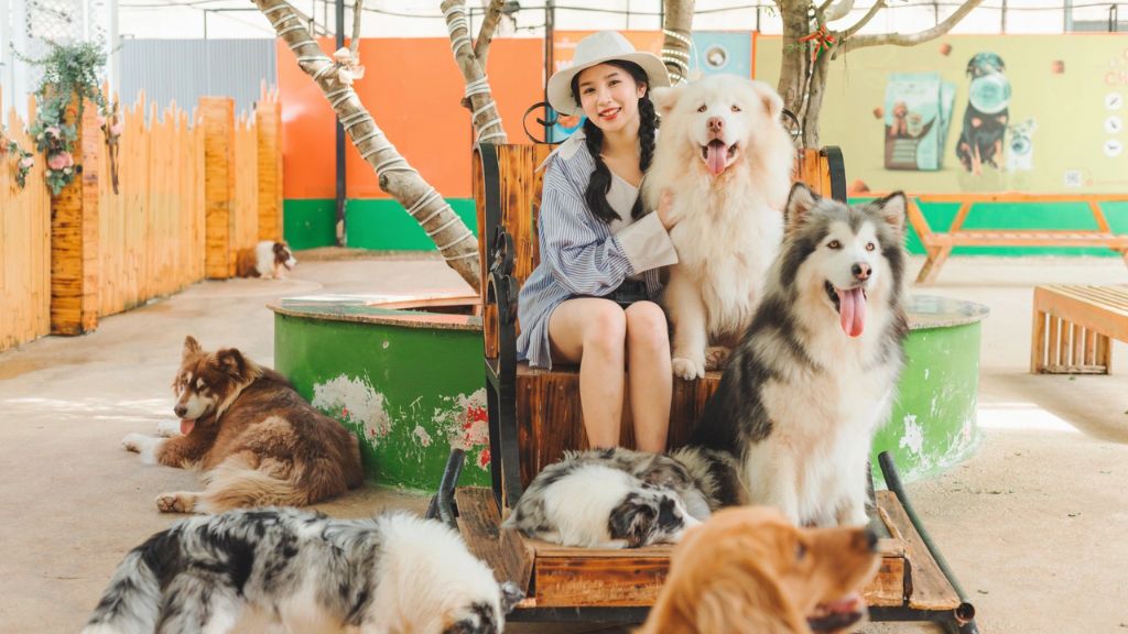 Check - in tại nông trại cún Puppy