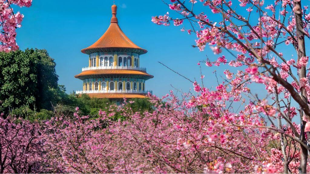 Đài Loan Mùa Hoa Anh Đào