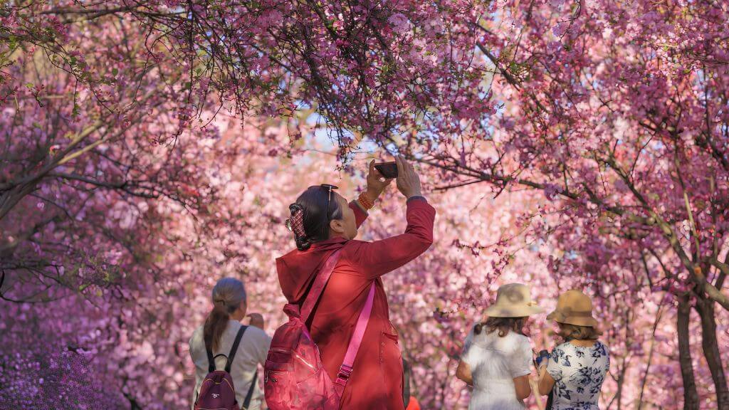 Đài Loan Mùa Hoa Anh Đào