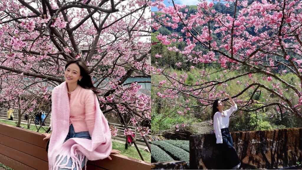 Du khách đắm chìm trong cảnh sắc hoa anh đào