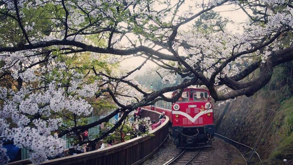 Khu vực hồ Nhật Nguyệt bao phủ bởi hoa anh đào