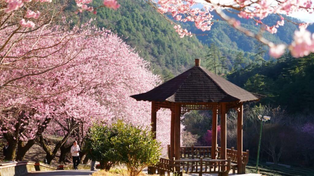 Cảnh sắc hoa anh đào đầy thơ mộng tại Công viên Quốc gia Dương Minh Sơn