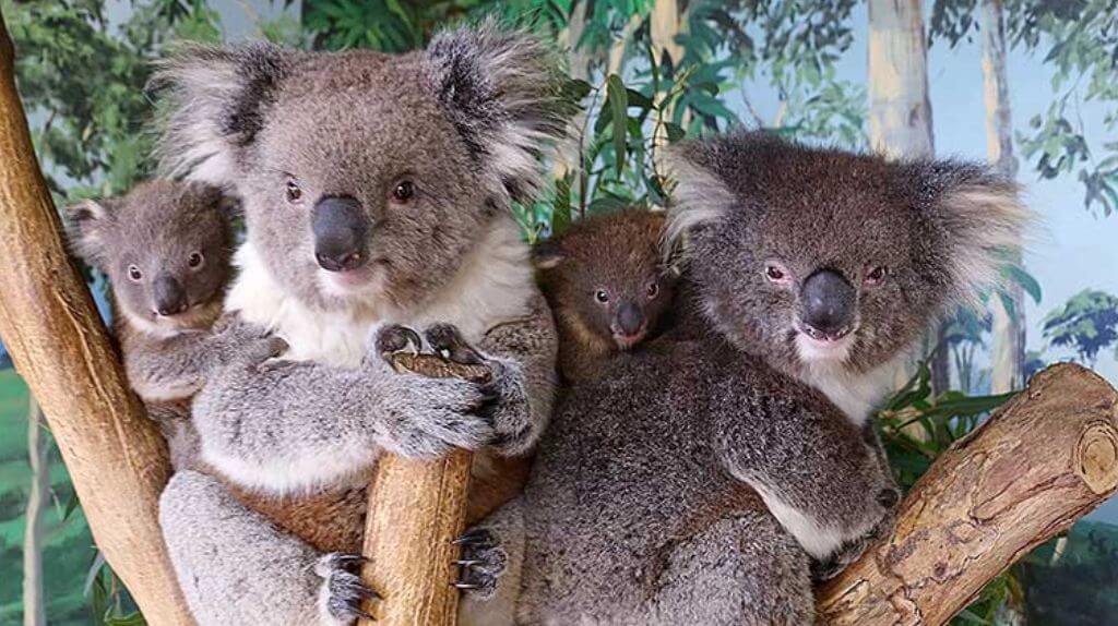 Gặp những chú gấu Koala đáng yêu