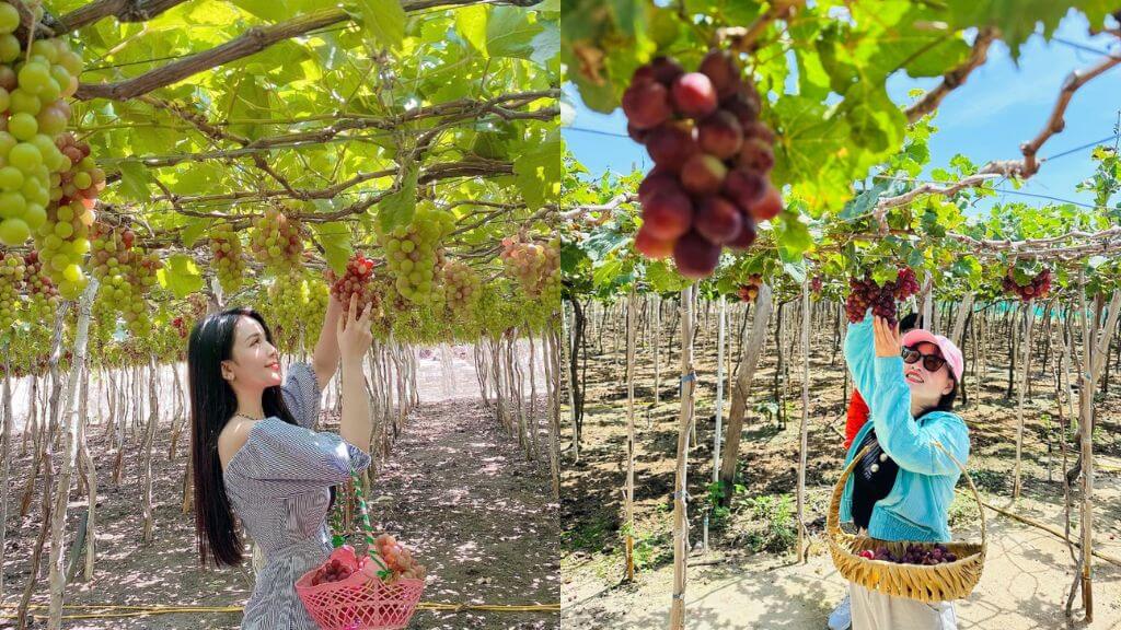 Vườn nho Ninh Thuận – điểm hẹn của vị ngọt tự nhiên và ánh nắng vàng