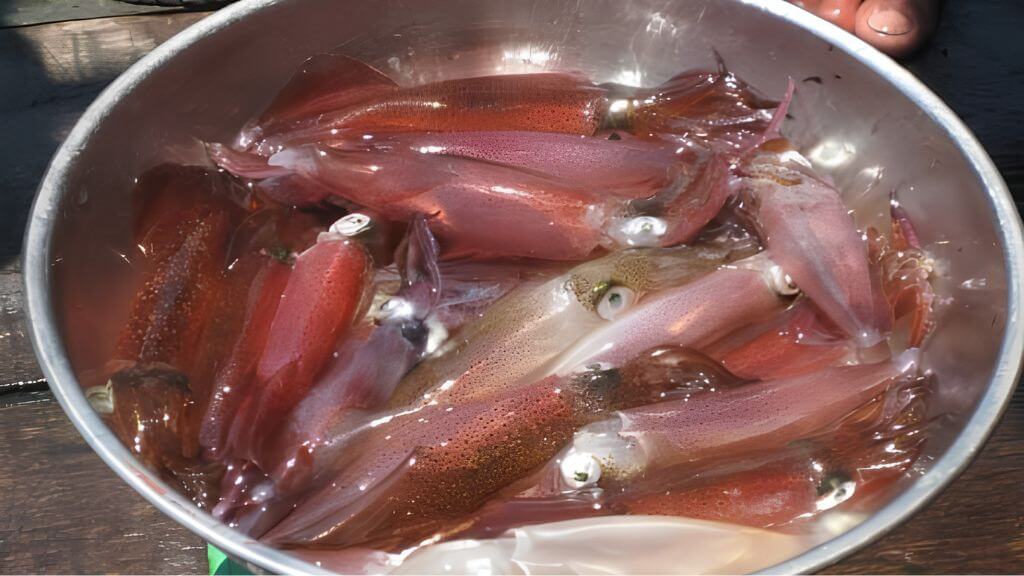 Mực nhảy - 