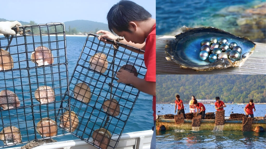 Tham quan xưởng chế tác và nuôi cấy ngọc trai