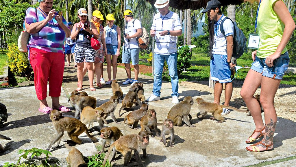 Khách du lịch chơi đùa với đàn khỉ