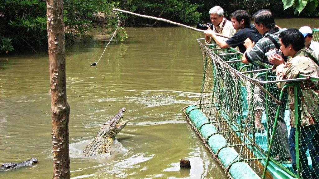 Trải nghiệm cho cá sấu ăn