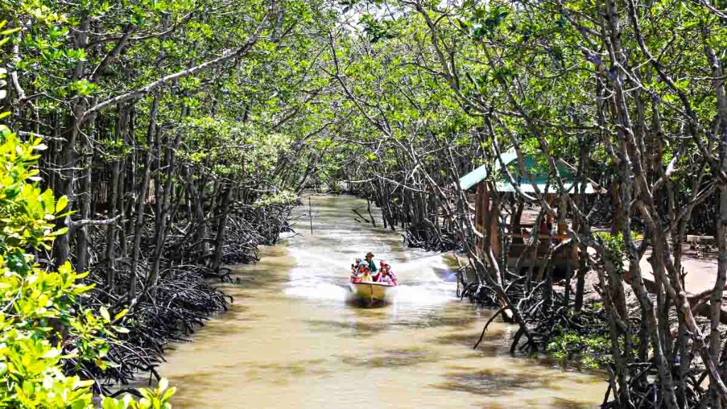 Canô chở khách tham quan rừng ngập mặn