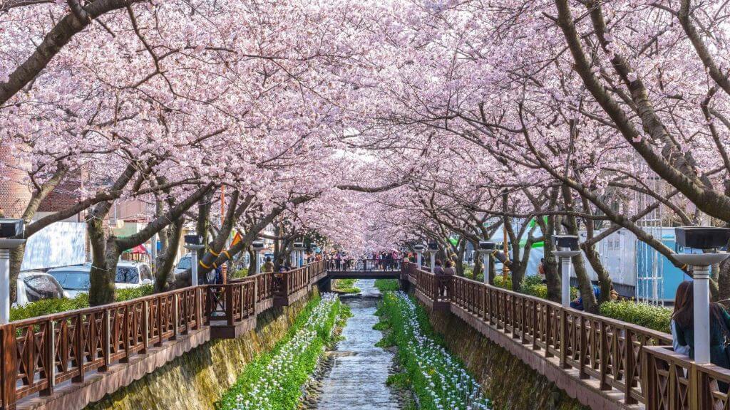 Đài Loan Mùa Hoa Anh Đào