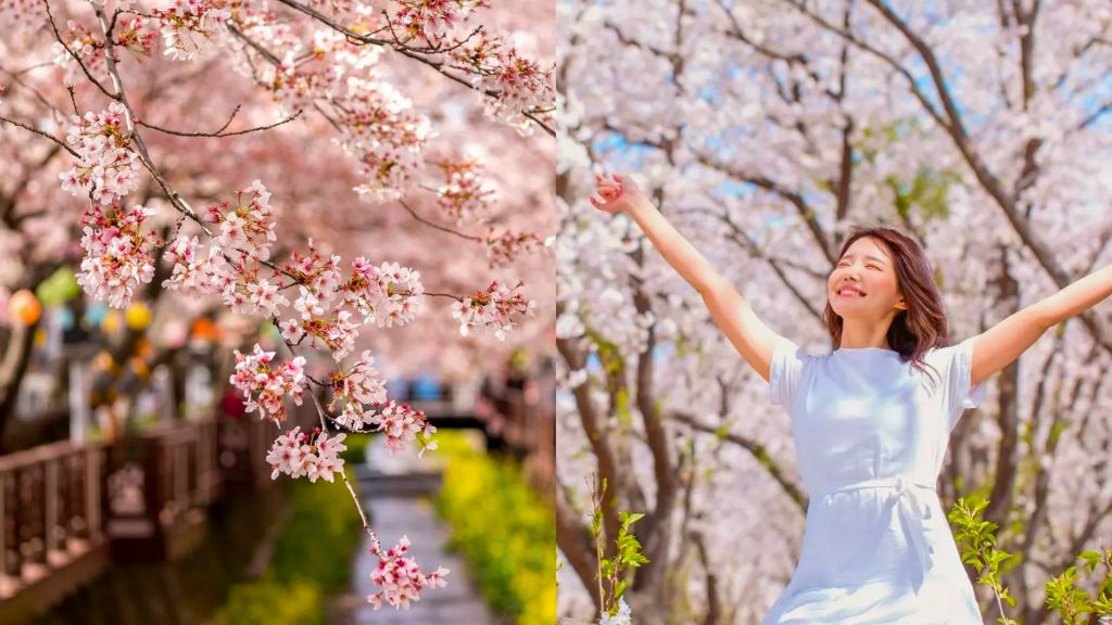 Khung cảnh lãng mạn tại Hàn Quốc mùa hoa anh đào