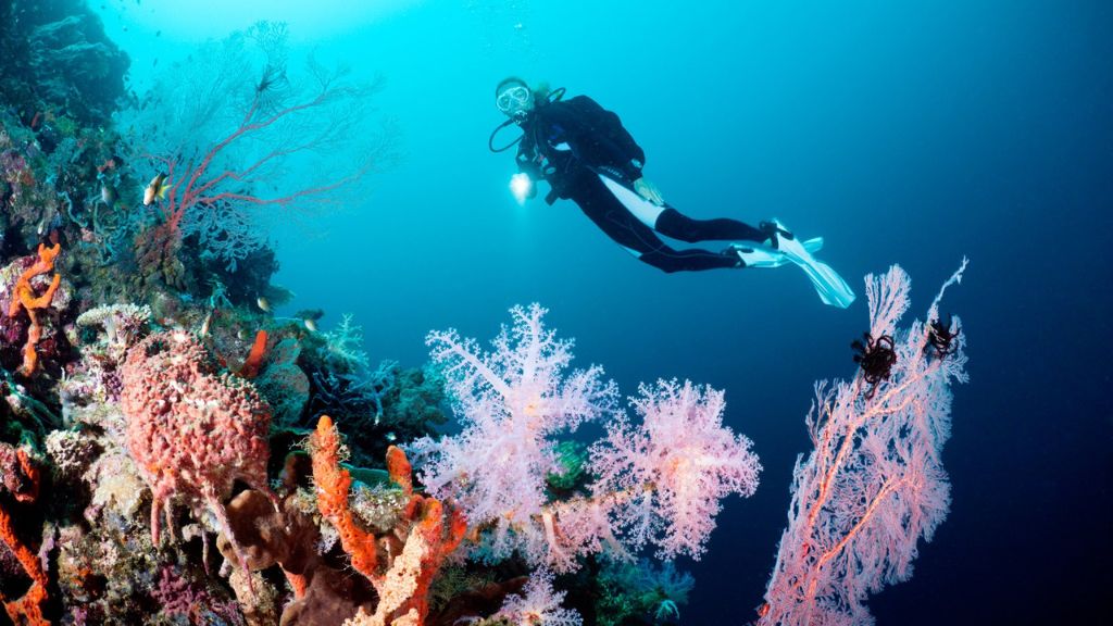 Tham gia hoạt động lặn biển ngắm san hô