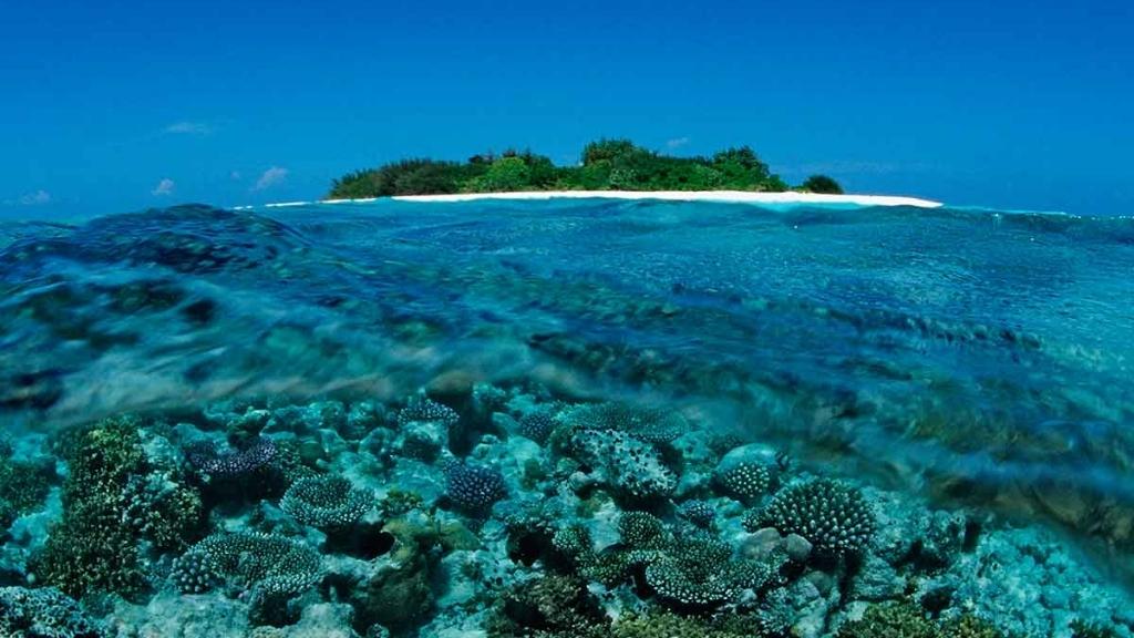 Chiêm ngưỡng rặng san hô hiện ngay trong làn nước xanh