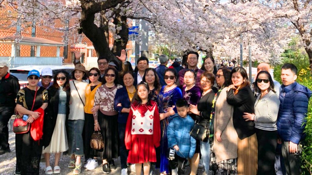 Đoàn khách tham gia tour Hàn Quốc ngắm hoa anh đào tại BestPrice