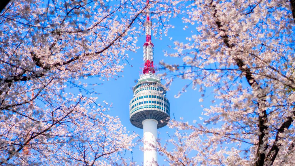 Tháp truyền hình NamSan - biểu tượng của thủ đô Seoul trong sắc hoa anh đào