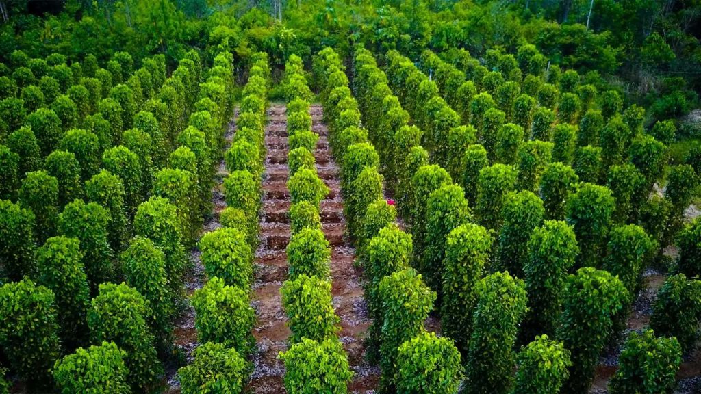 Vườn tiêu với những cây tiêu thẳng tắp