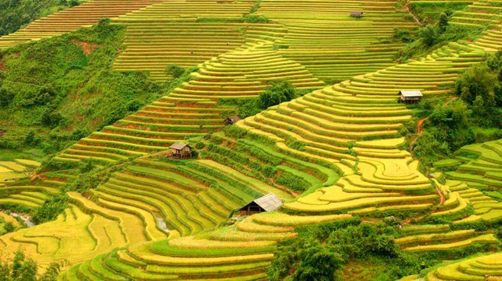 Mùa lúa chín ở Tây Bắc