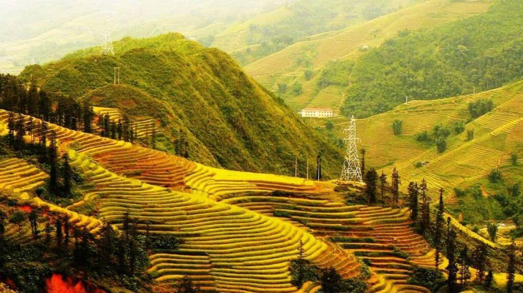 Sapa màu lúa chín