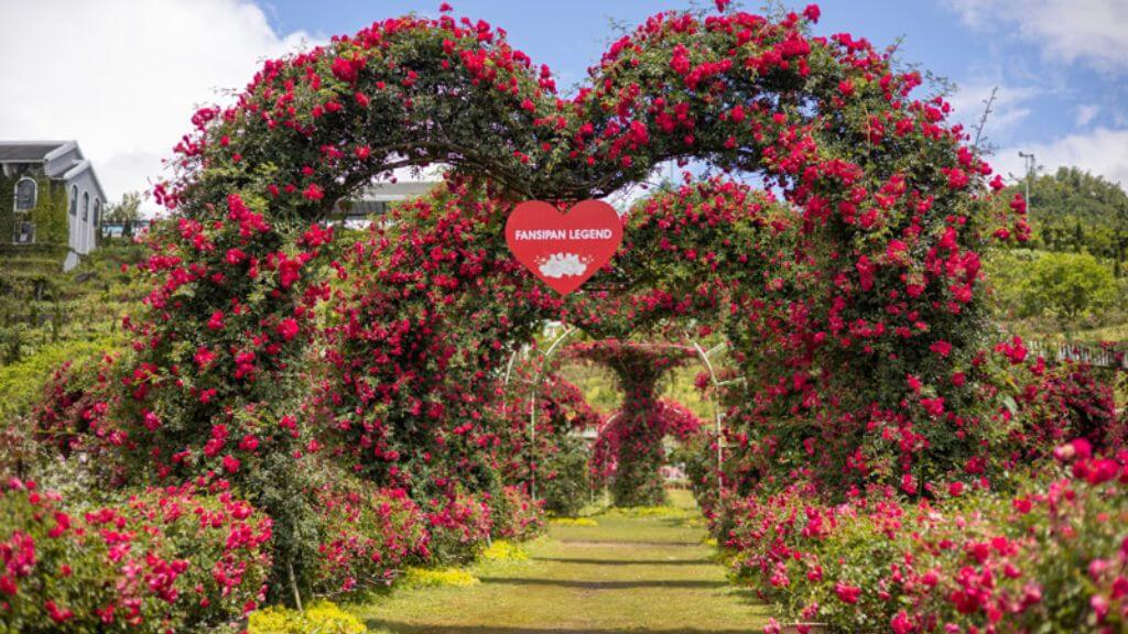 Vườn Hồng Cổ, nơi những gốc hồng hàng chục năm tuổi khoe sắc