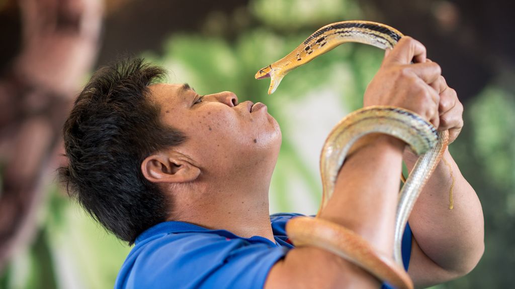 Tham quan Snake Farm