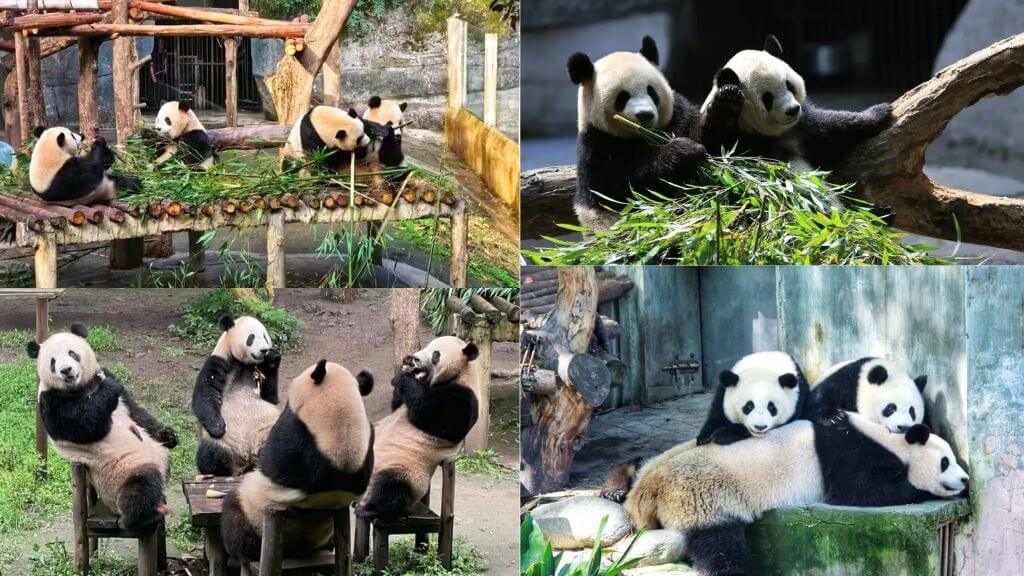 Du khách sẽ được tận mắt chiêm ngưỡng quốc bảo đáng yêu của Trung Quốc