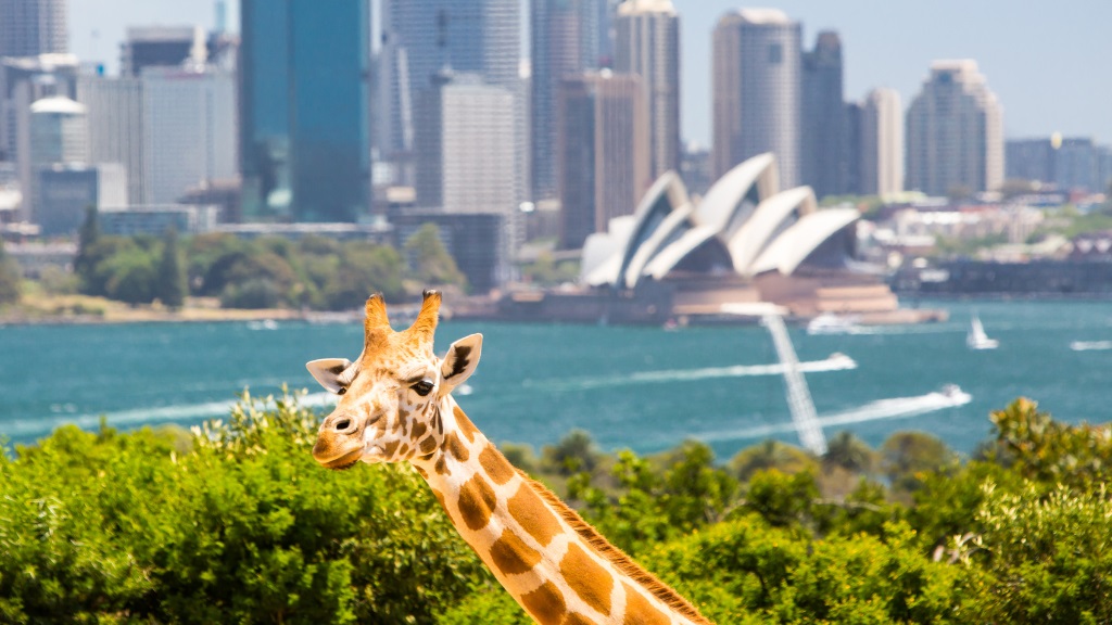 Sydney Zoo địa điểm thu hút khách du lịch