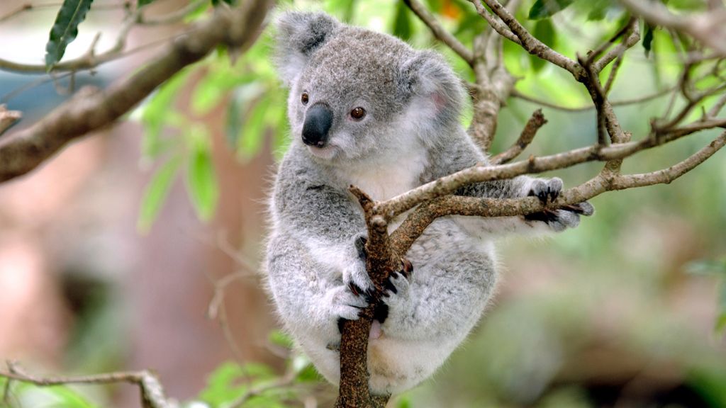 Gấu Koala dễ thương tại vườn thú Wildlife Park