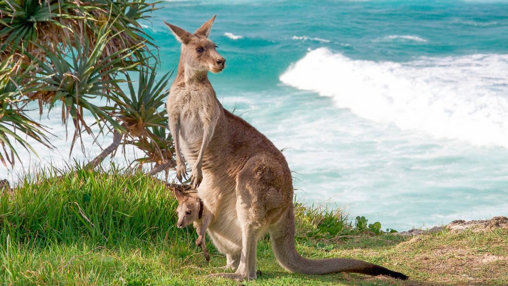 Những chú Kangaroo nước Úc dễ thương