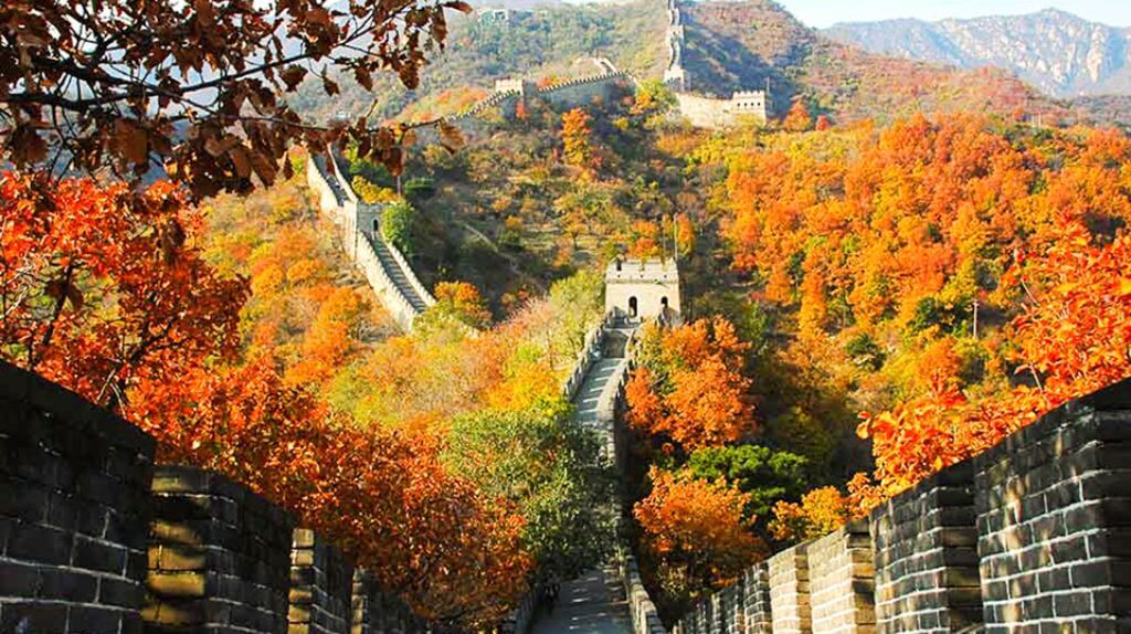 Con đường đầy hoa vàng nở rộ trên Vạn Lý Trường Thành