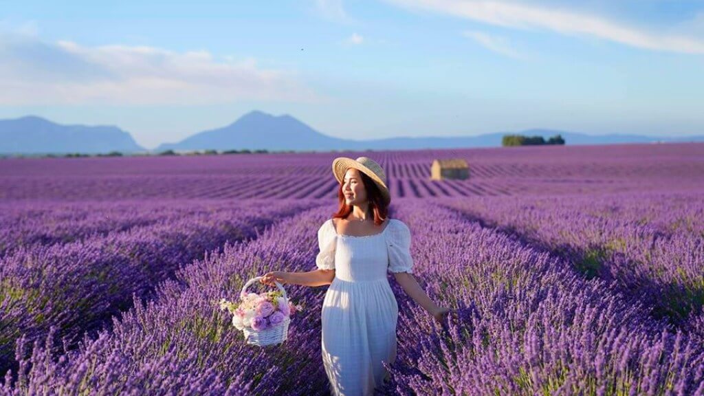 Những cánh đồng hoa oải hương đẹp nhất ở Provence