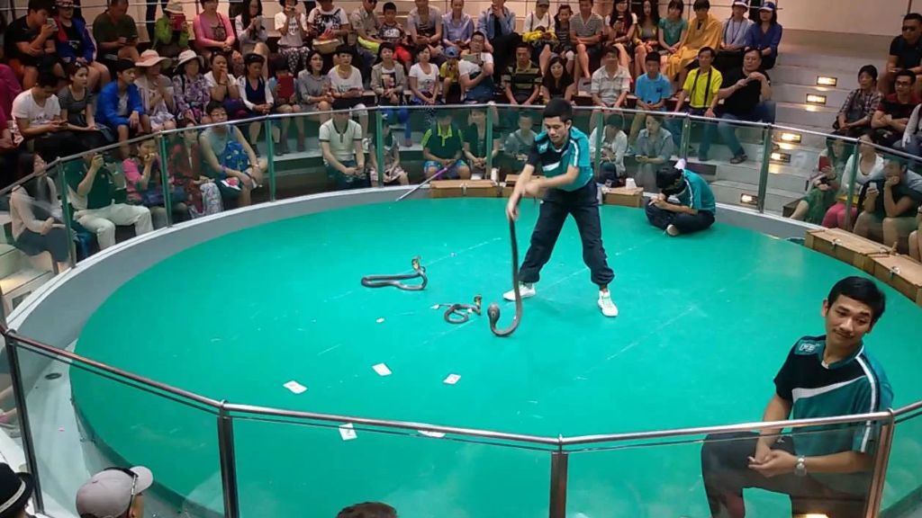 Những màn trình diễn nghệ thuật giữa người và rắn