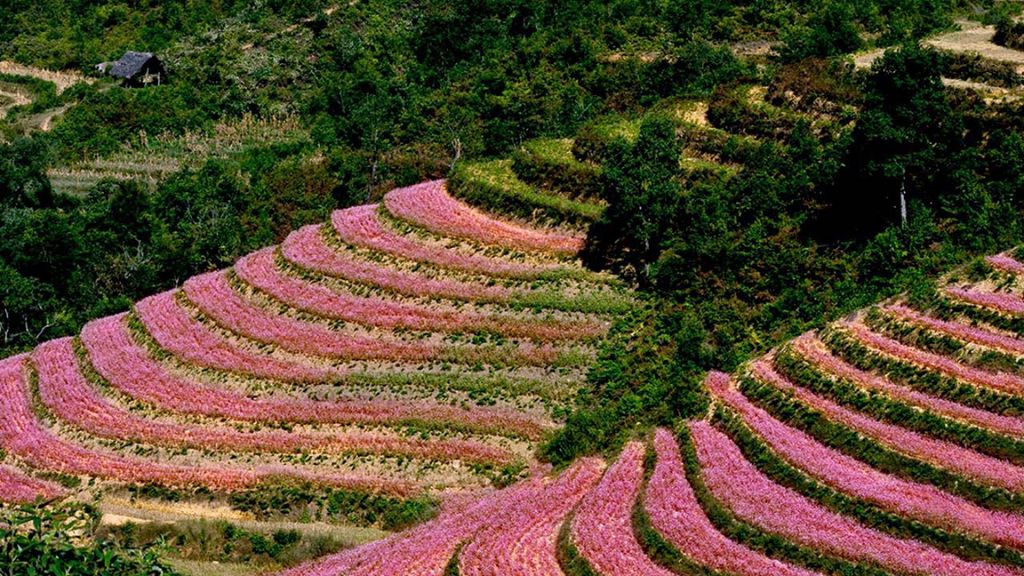 Hoa Tam Giác Mạch