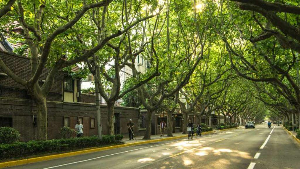 Đại Lộ Nam Sơn nổi tiếng ở Hàng Châu