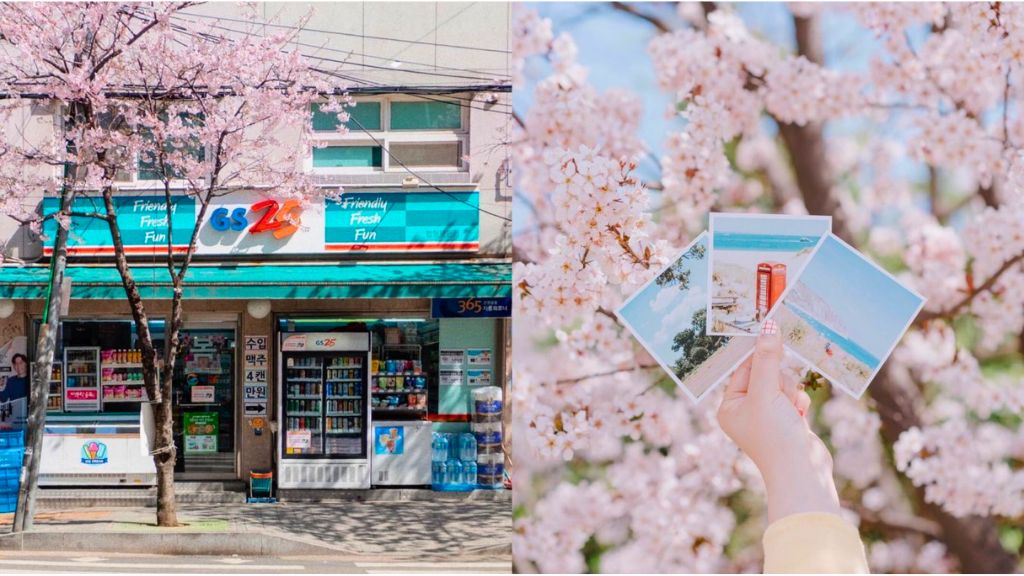 Hoa anh đào nở rộ khắp các con phố Hàn Quốc